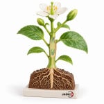 Botany Model I 3D